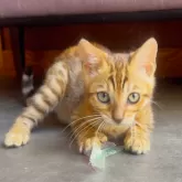 ベンガル【東京都・女の子・2025年6月6日・ブラウンポテッドタビー(ロゼット)】の写真10