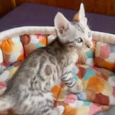 ベンガル【東京都・男の子・2025年7月11日・シルバースポテッドタビー(ロゼット)】の写真6