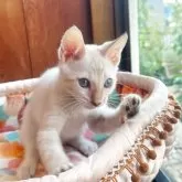 ベンガル【東京都・男の子・2025年7月14日・シールスポテッドリンクスポイント】の写真4「この肉球の色はローズ色と呼びます✨」