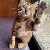 ベンガル【東京都・女の子・2025年6月6日・ブラウンポテッドタビー(ロゼット)】の写真8