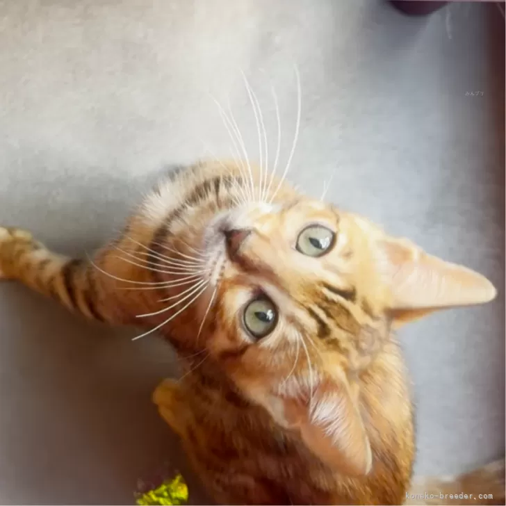 ID：2508-03291の子猫