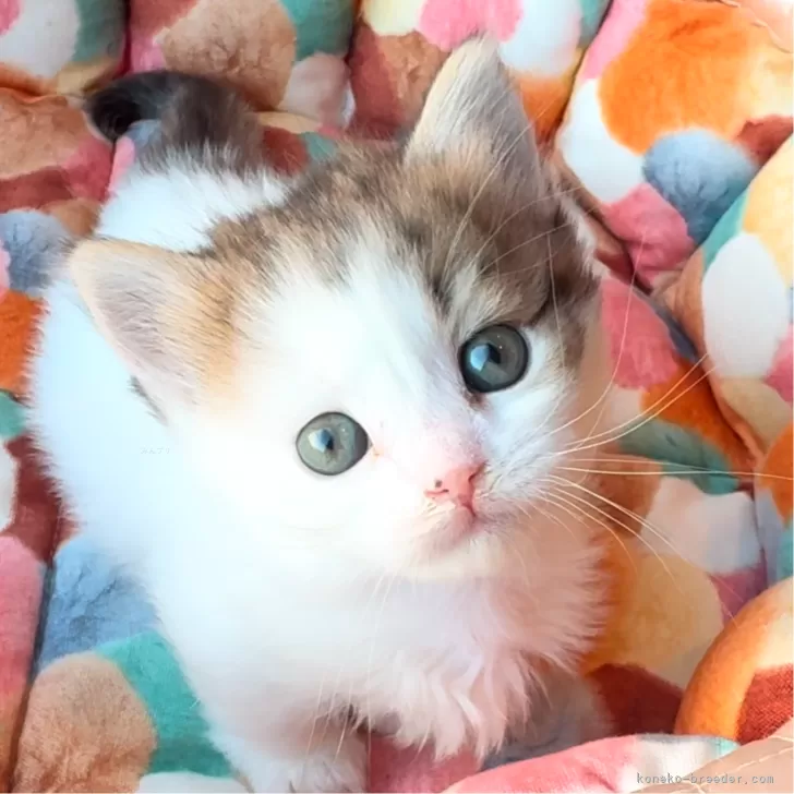 ID:2412-01651の子猫