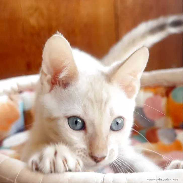 ベンガル【東京都・男の子・2025年7月14日・シールスポテッドリンクスポイント】の写真1「しっかりした体付きでワンパクなのかと思いきや、甘えん坊です😁💕」