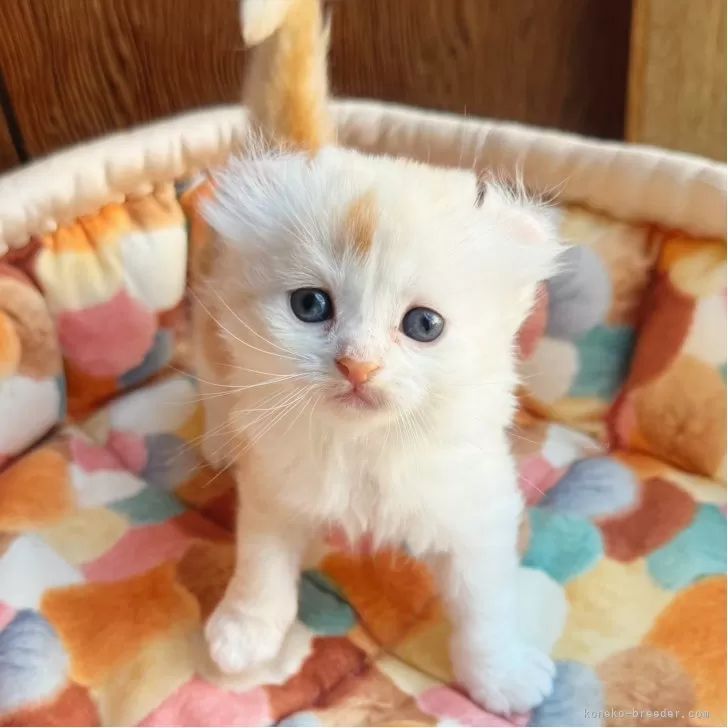 アメリカンカール【東京都・男の子・2025年10月23日・クリームタビー&amp;ホワイト】の写真1