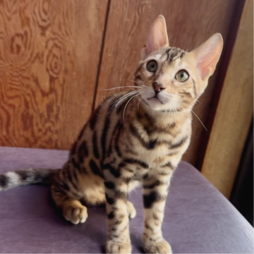 ベンガル【東京都・男の子・2025年7月11日・シルバースポテッドタビー(ロゼット)（グリッターありシルキーな手触り）】の写真「華やか美しい色合いのロゼット❤️おっとりイケメン君」