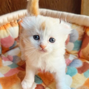 アメリカンカール【東京都・男の子・2025年10月23日・クリームタビー&ホワイト（ふわもこ 柔らかな長毛）】の写真「優しいオレンジ系カラー❤️綺麗なカール耳」