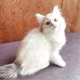 キンカロー
