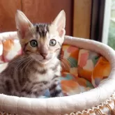ベンガル
