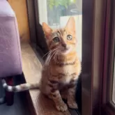 ベンガル【東京都・女の子・2025年6月6日・ブラウンポテッドタビー(ロゼット)】の写真7