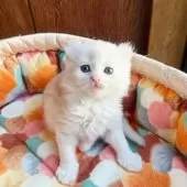 アメリカンカール【東京都・男の子・2025年10月23日・クリームタビー&ホワイト】の写真5