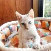 ベンガル【東京都・男の子・2025年7月14日・シールスポテッドリンクスポイント】の写真11