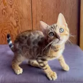 ベンガル【東京都・女の子・2025年6月6日・ブラウンポテッドタビー(ロゼット)】の写真3「仕草も可愛い女の子です💕」