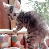 ベンガル【東京都・男の子・2025年7月11日・シルバースポテッドタビー(ロゼット)】の写真5