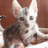 ベンガル【東京都・男の子・2025年7月11日・シルバースポテッドタビー(ロゼット)】の写真3「積極的で遊び好き❤️明るい性格です！」