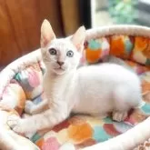 ベンガル【東京都・男の子・2025年7月14日・シールスポテッドリンクスポイント】の写真7「11/4 時点では、お写真よりロゼットが濃くはっきりとしております。」