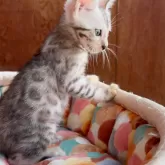 ベンガル【東京都・男の子・2025年7月11日・シルバースポテッドタビー(ロゼット)】の写真7