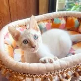 ベンガル【東京都・男の子・2025年7月14日・シールスポテッドリンクスポイント】の写真6