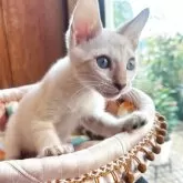 ベンガル【東京都・男の子・2025年7月14日・シールスポテッドリンクスポイント】の写真10