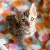 ベンガル【東京都・男の子・2025年7月11日・シルバースポテッドタビー(ロゼット)】の写真4