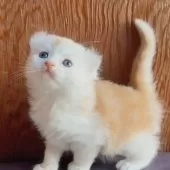 アメリカンカール【東京都・男の子・2025年10月23日・クリームタビー&ホワイト】の写真3