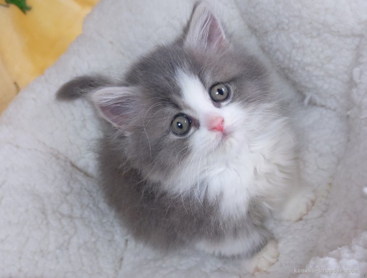 長谷部　ユウ(はせべ　ゆう)ブリーダー(埼玉県・ミヌエットなど・ICC登録)の紹介写真5