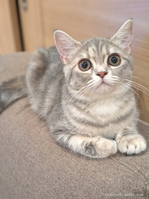 ミヌエット【・女の子・2024年4月25日・ブルータビー】