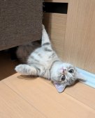 ミヌエット【・女の子・2024年4月25日・ブルータビー】