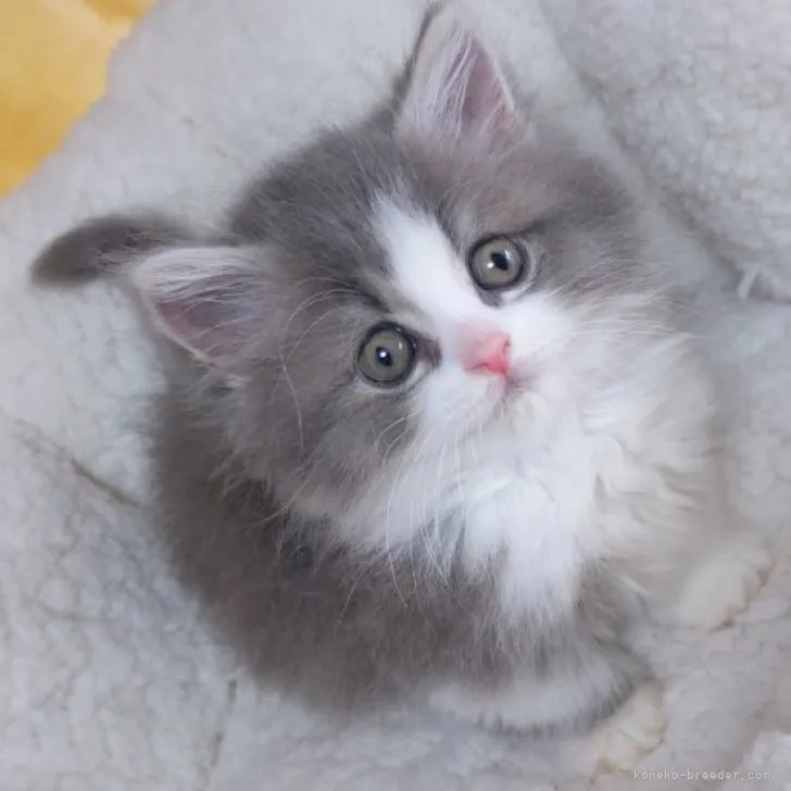 ID：2304-00932の子猫