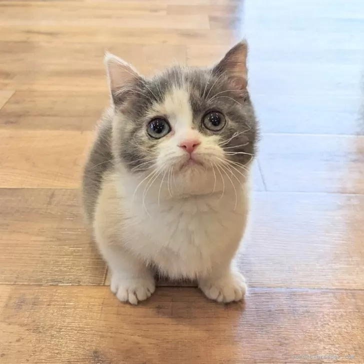 ID:2402-02141の子猫