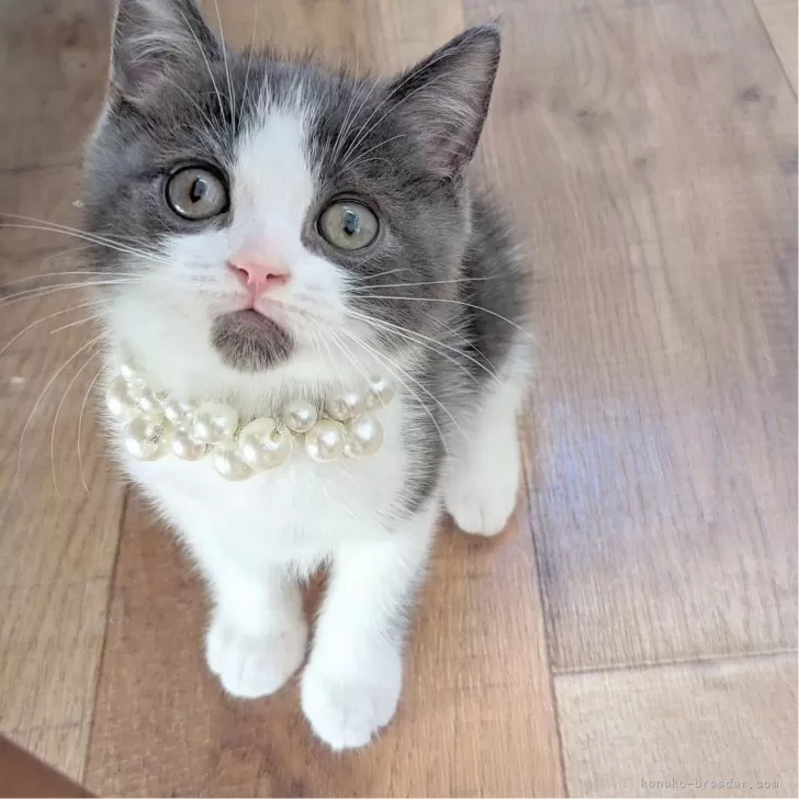 ID:2402-00694の子猫