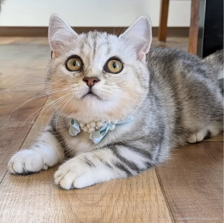 ID：2410-03214の子猫