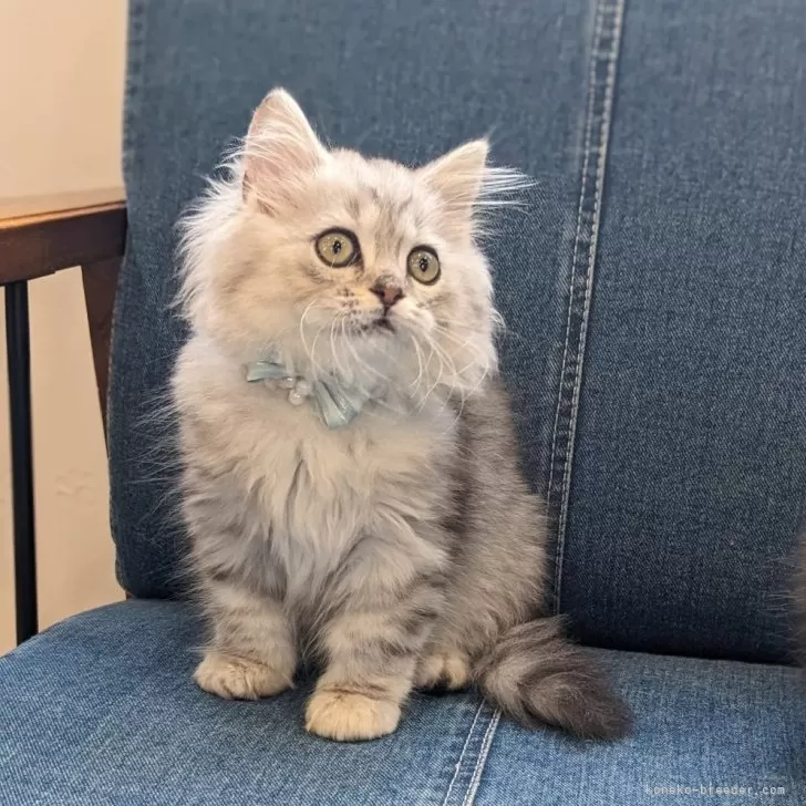 ID：2404-02077の子猫