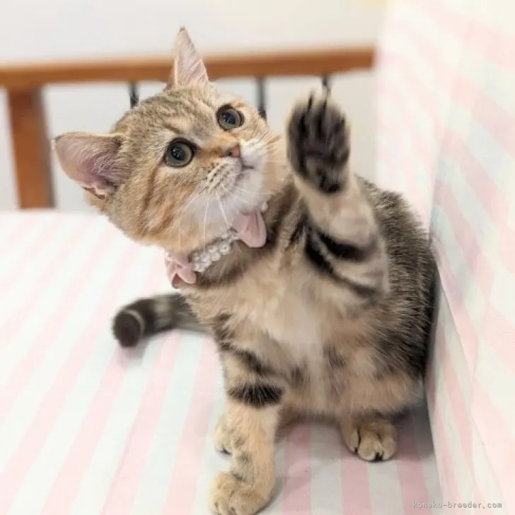 ID:2311-00572の子猫