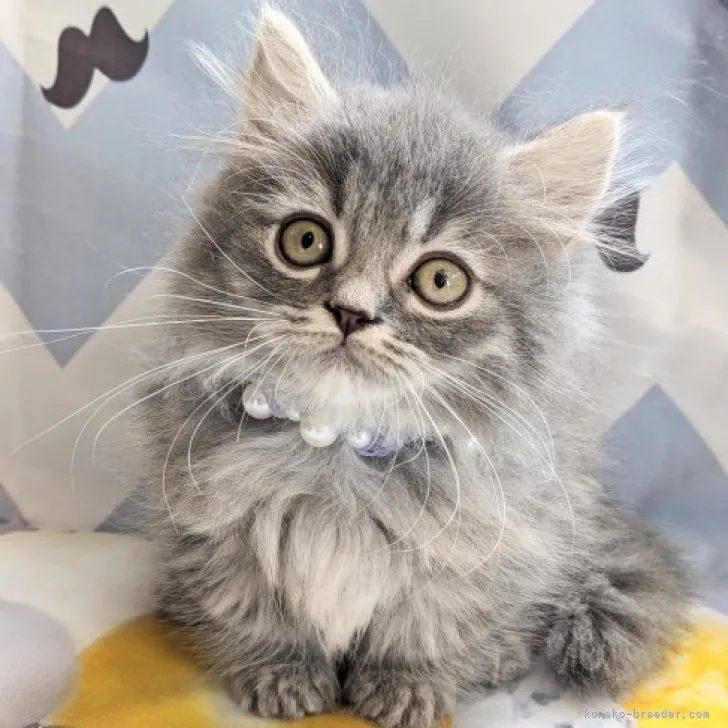 ID：2311-01409の子猫