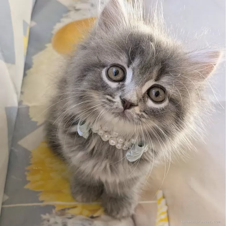 ID:2408-01685の子猫