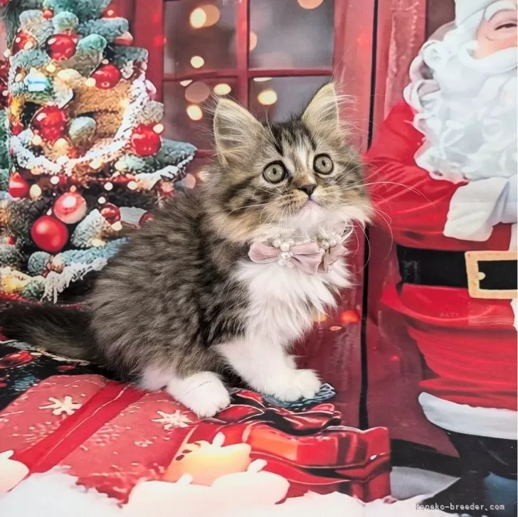 ID:2411-02760の子猫