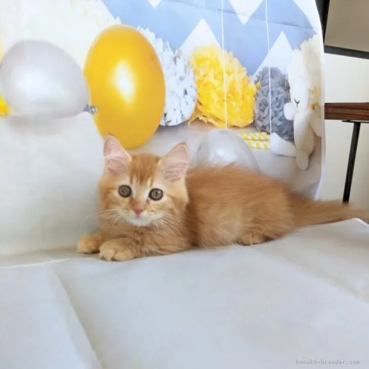 ID：2307-01145の子猫
