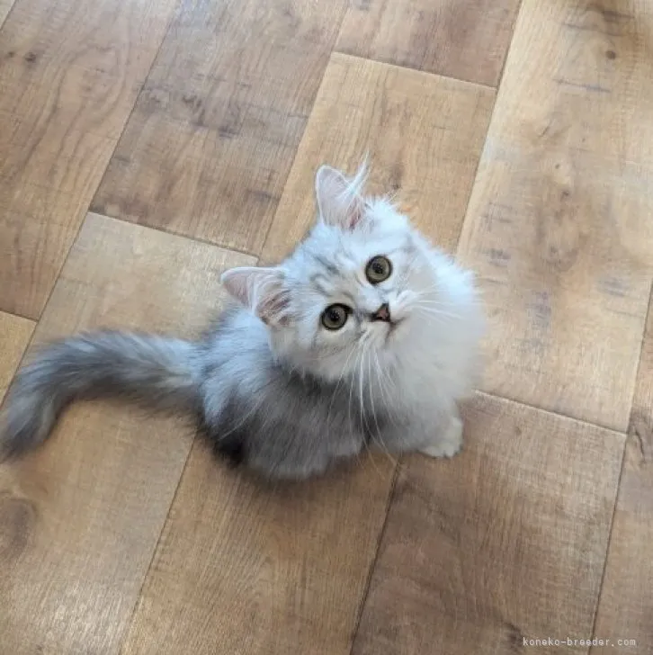 ID：2310-00122の子猫