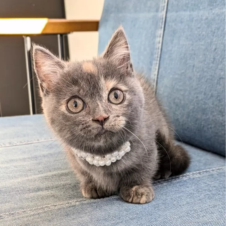 ID：2411-02759の子猫