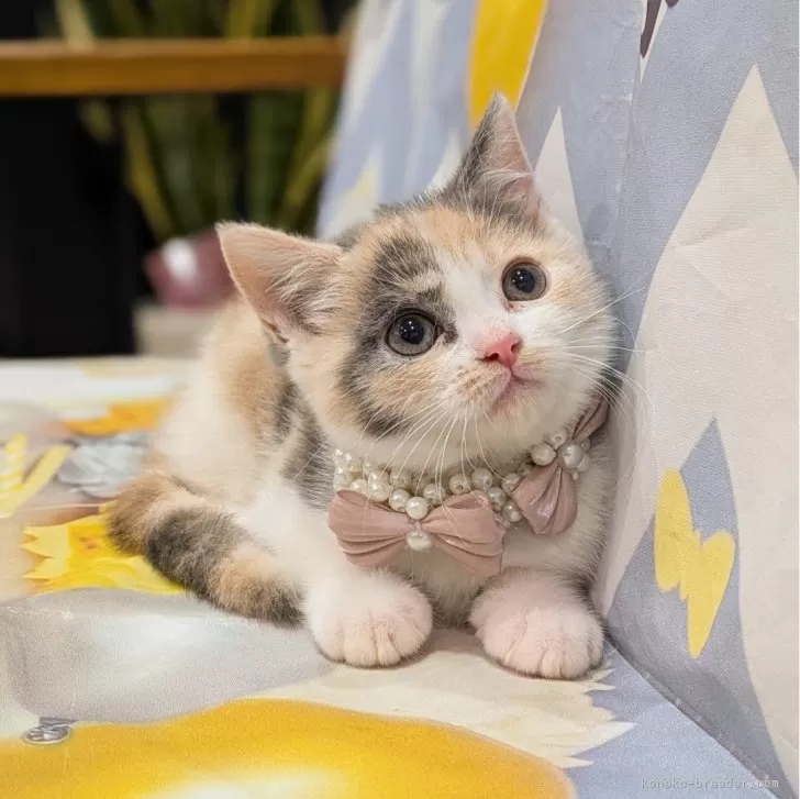 M.Y 様のお迎えした子猫