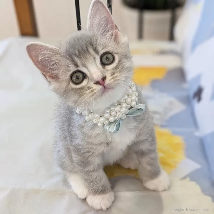 ID:2406-02348の子猫