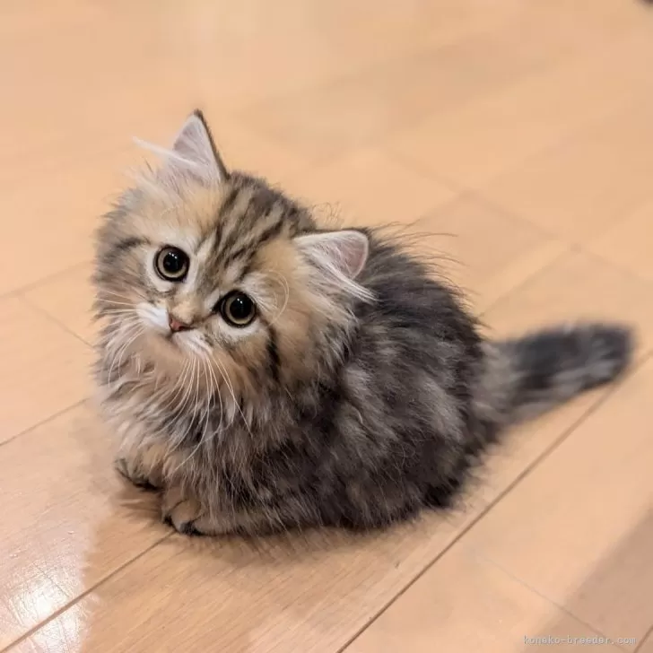 ID:2406-01966の子猫