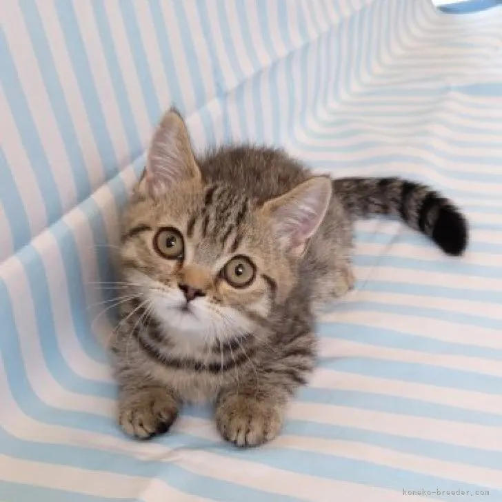 ID:2304-03146の子猫