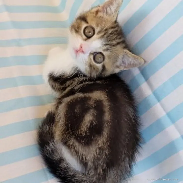 ID：2304-03129の子猫