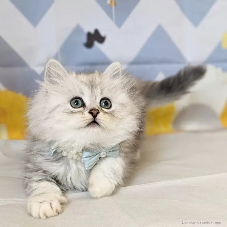 ID：2405-02205の子猫