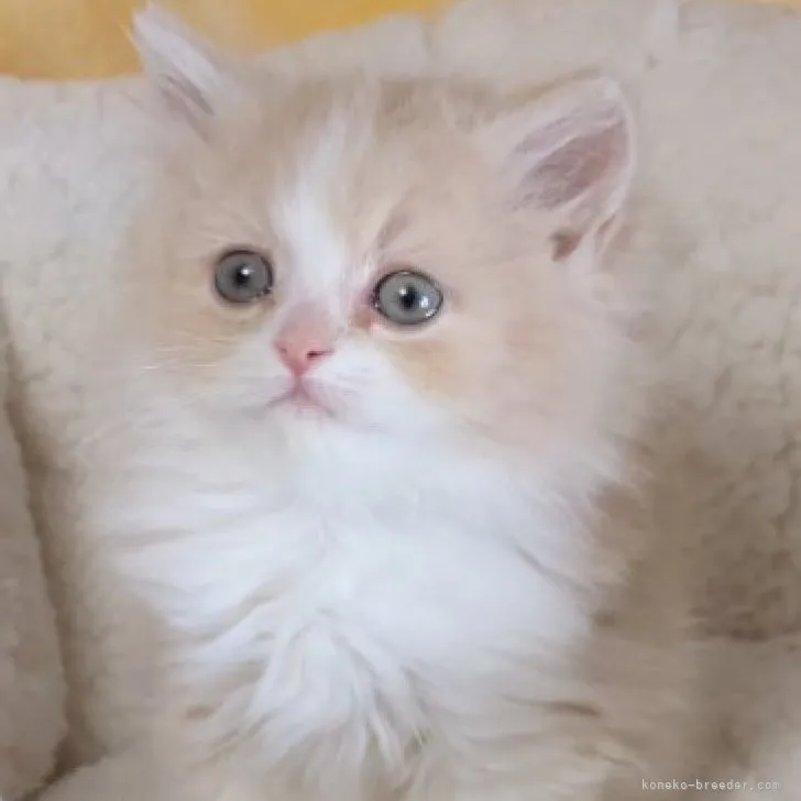 ID：2304-00933の子猫