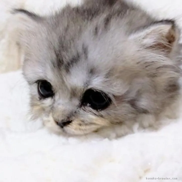ID:2210-01064の子猫