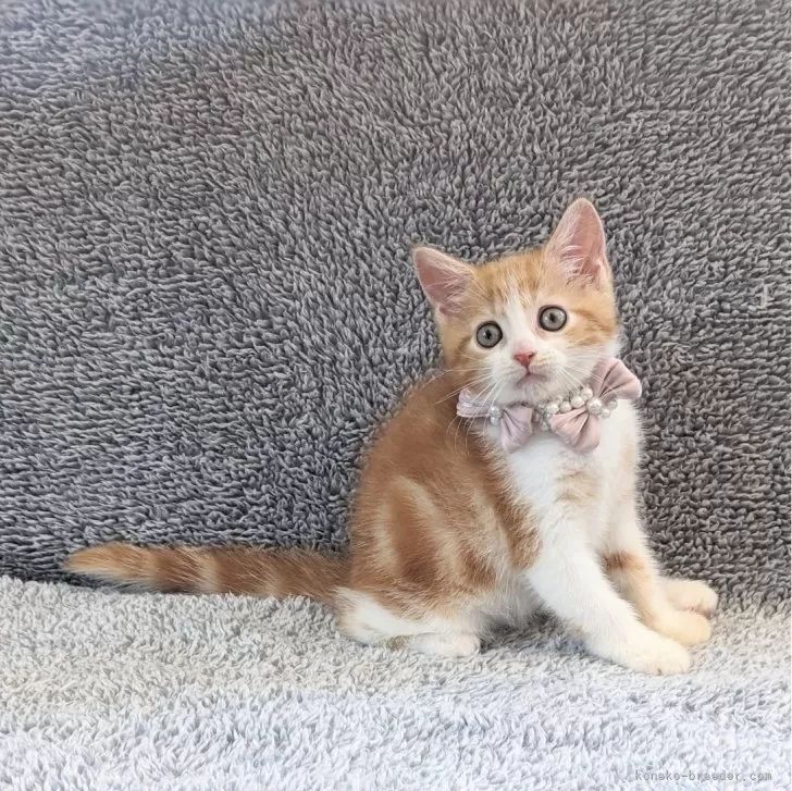 ID：2406-00504の子猫