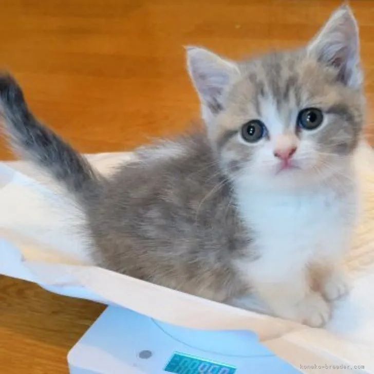 ID:2305-02555の子猫