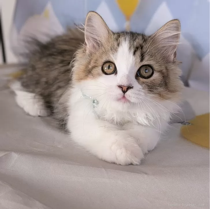ID:2409-01753の子猫
